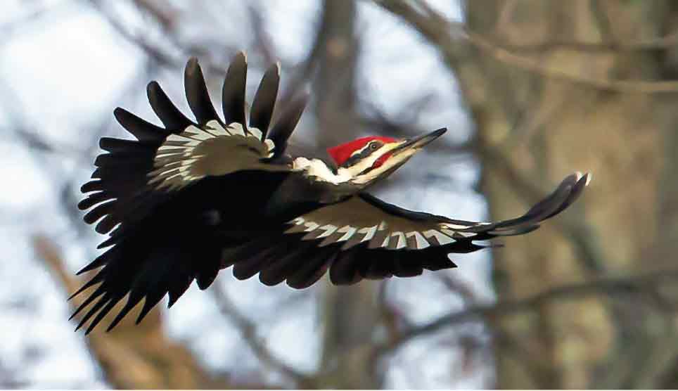 Pileated Woodpecker