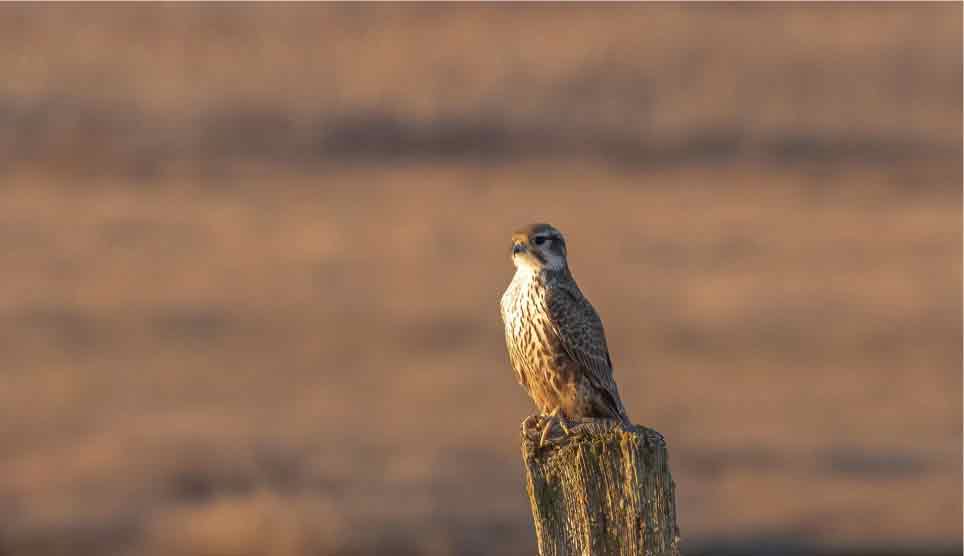 Prarie Falcon