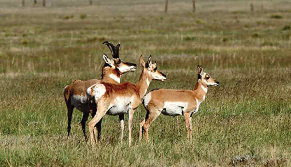 Pronghorn Antelope