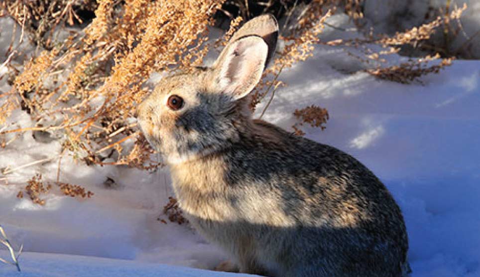 Pygmy Rabbit