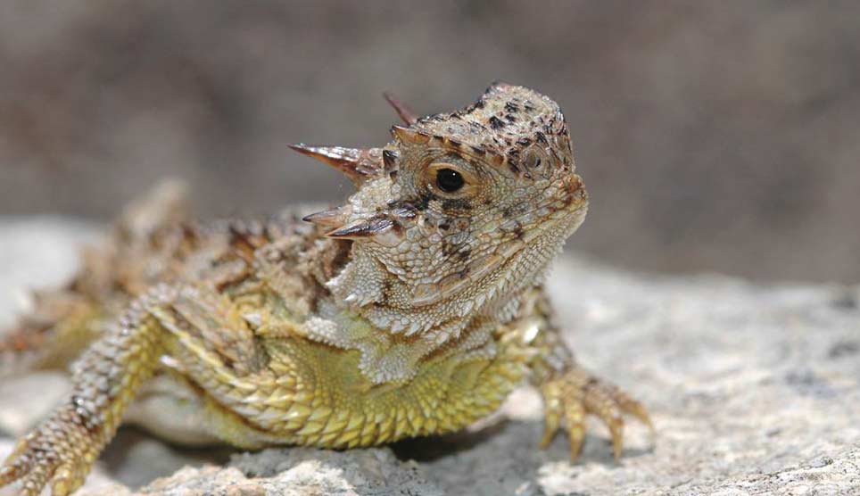 Pygmy Short-Horned Lizard