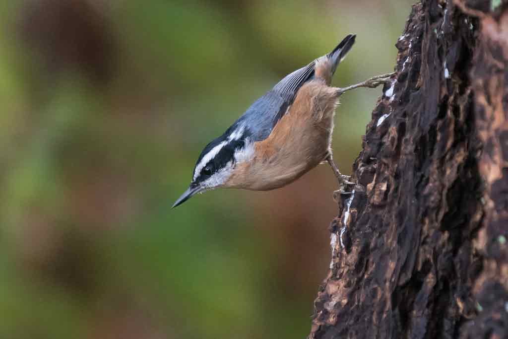 Red-Breasted Nuthatch