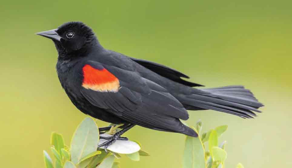 Red-Winged Blackbird