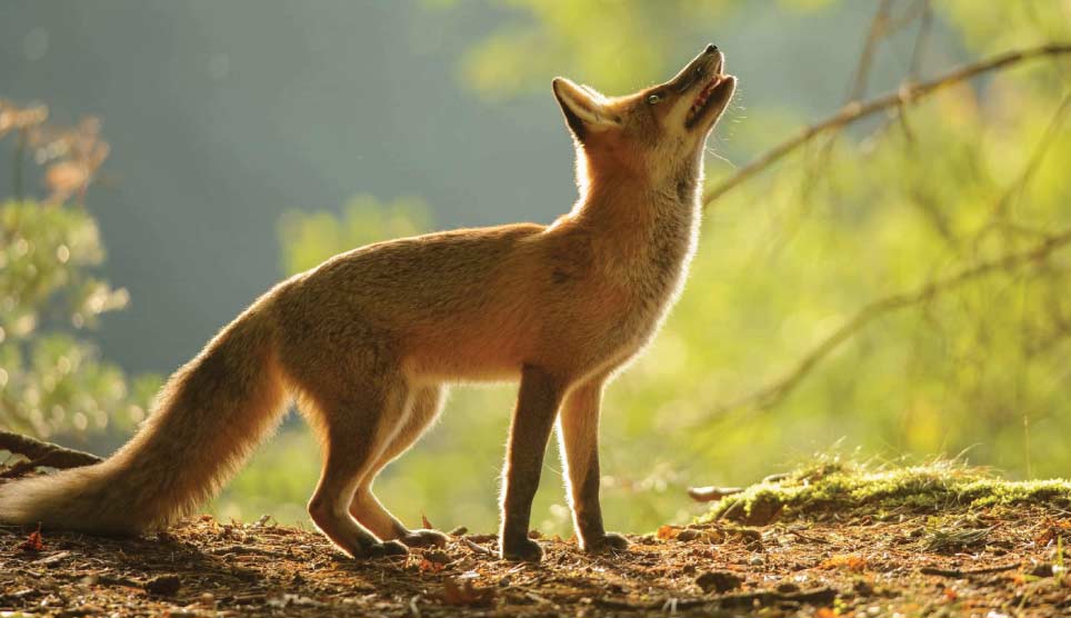 Red Fox