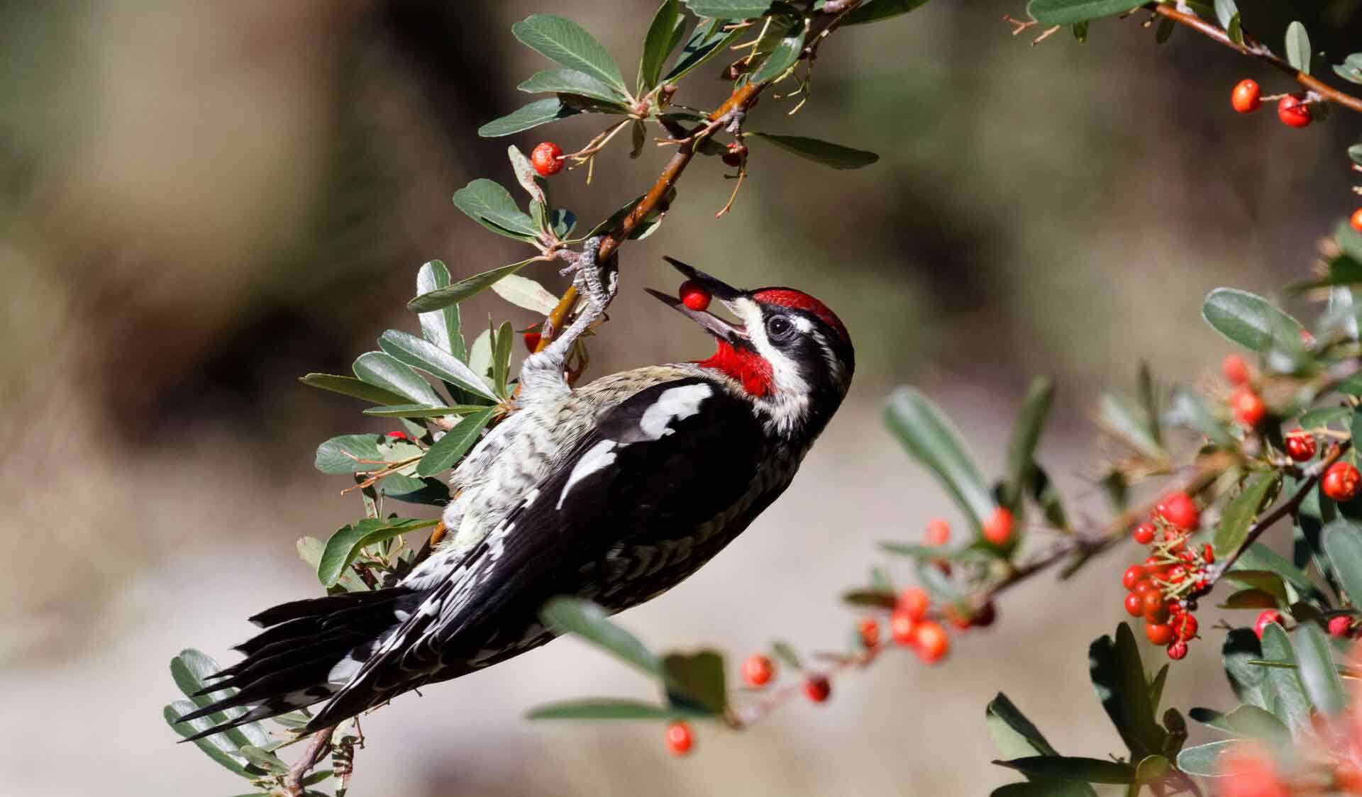 Red-Naped Sapsucker