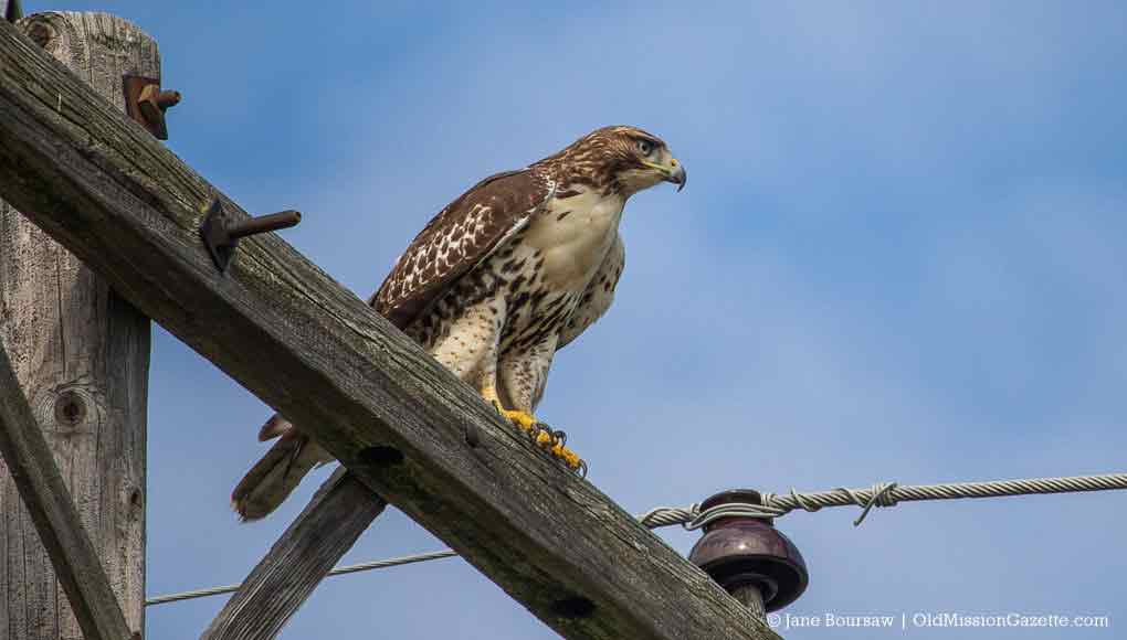 Red-Tailed Hawk