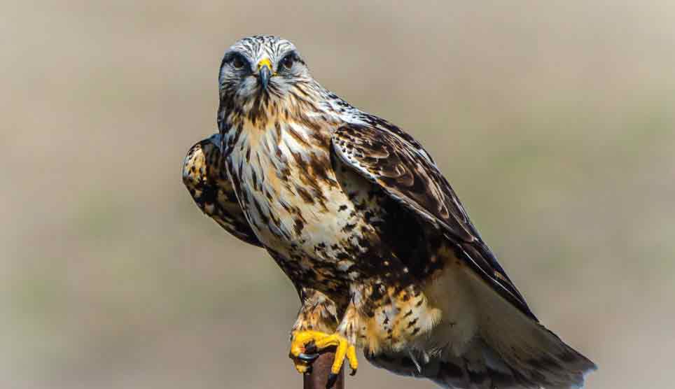 Rough-Legged Hawk