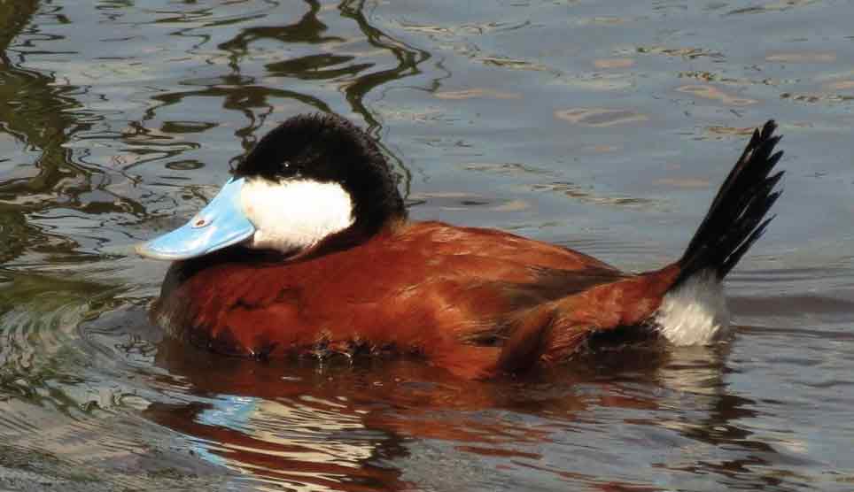 Ruddy Duck