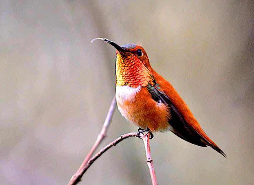 Rufous Hummingbird