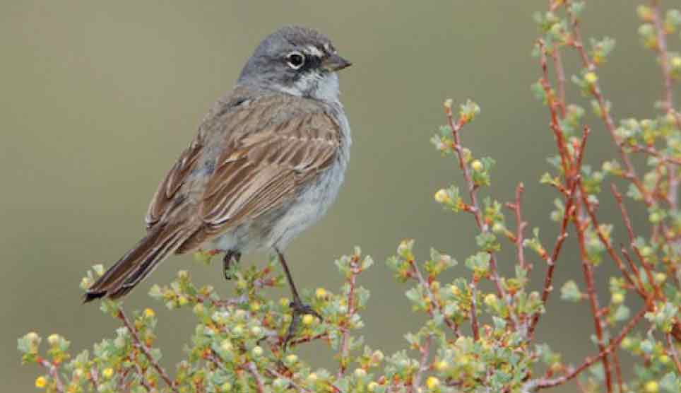 Sagebrush Sparrow