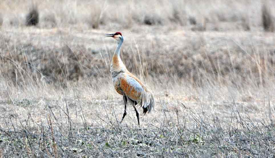 Sandhill Crane