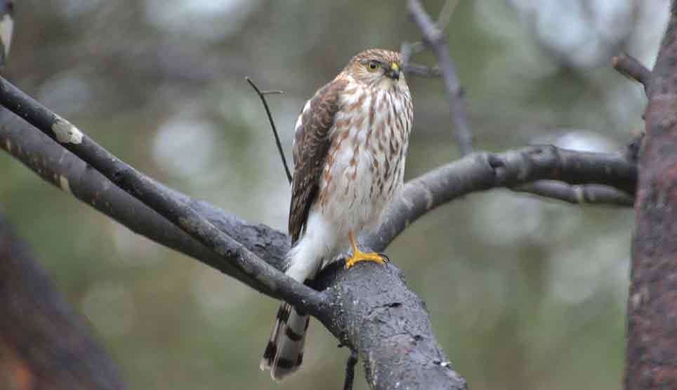 Sharp-Shinned Hawk