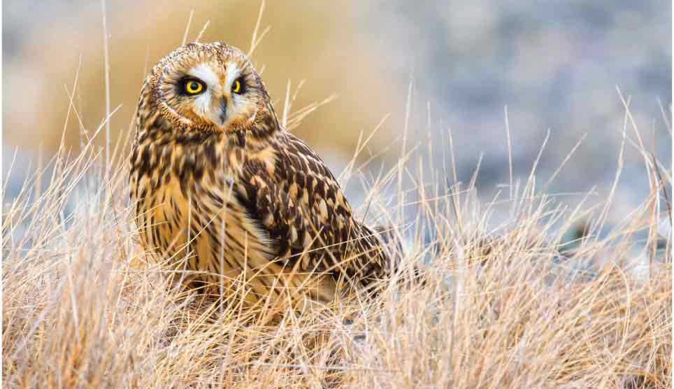 Short-Eared Owl