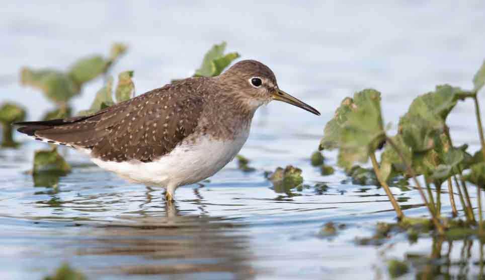 Solitary Sandpiper