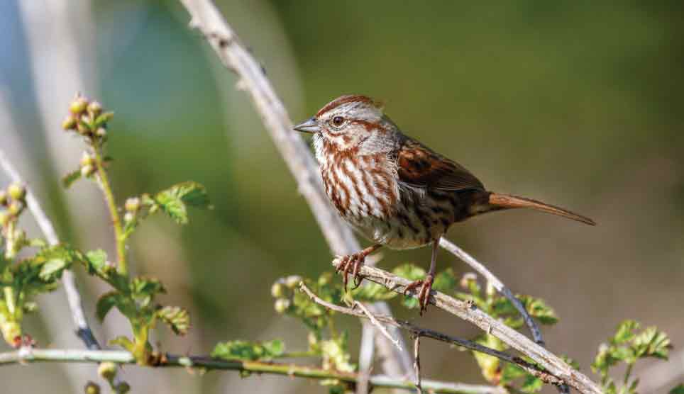 Song Sparrow