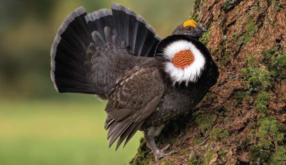 Sooty Grouse