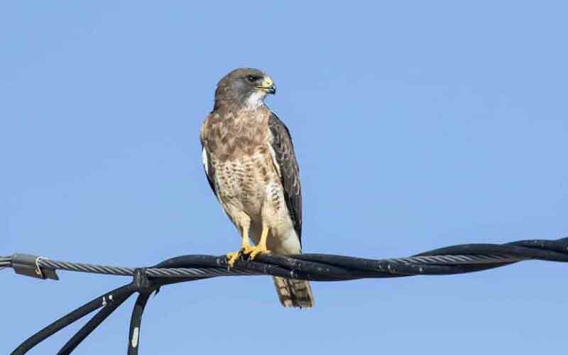 Swainson's Hawk