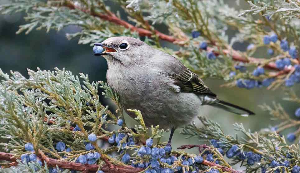 Townsend's Solitaire