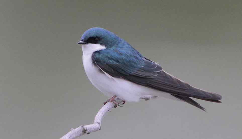 Tree Swallow