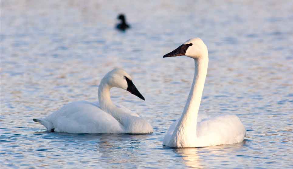 Trumpeter Swan