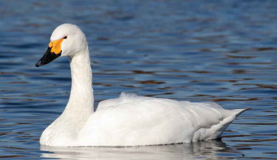 Tundra Swan