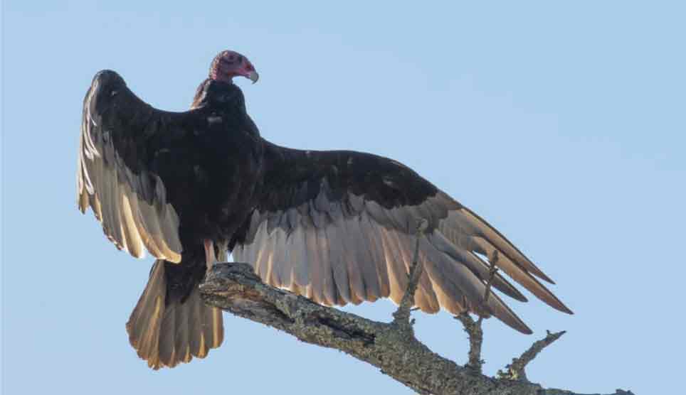 Turkey Vulture