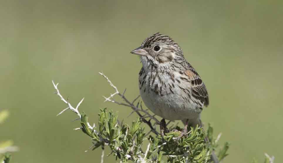 Vesper Sparrow