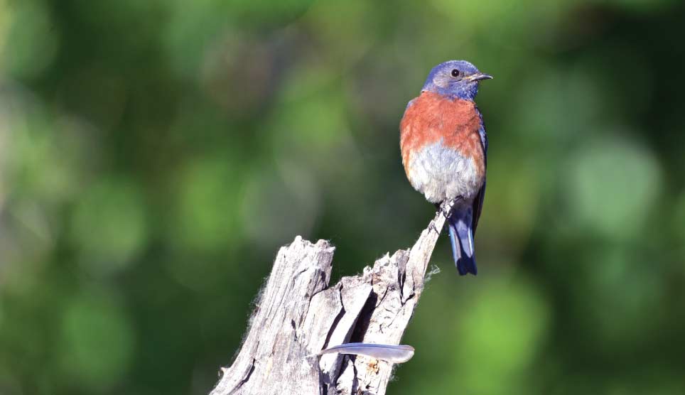 Western Bluebird