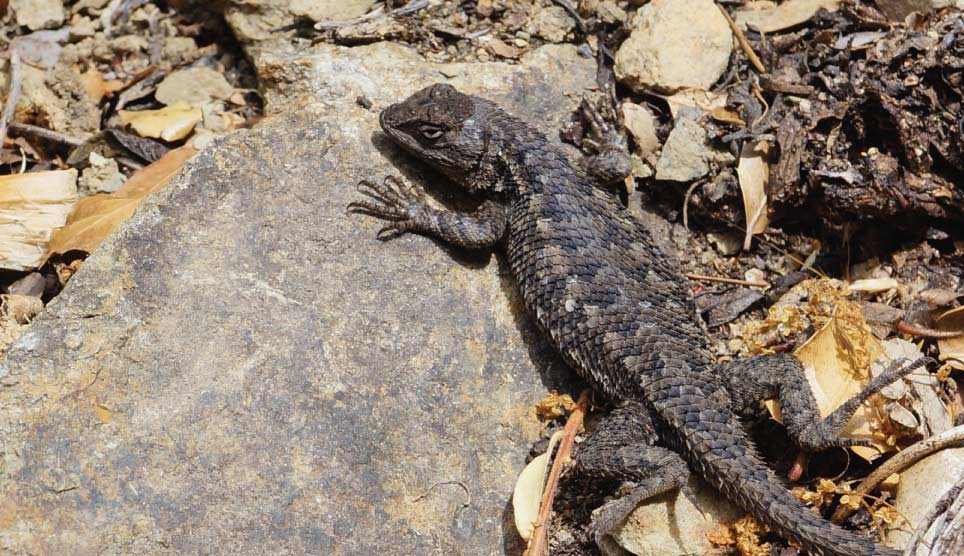 Western Fence Lizard