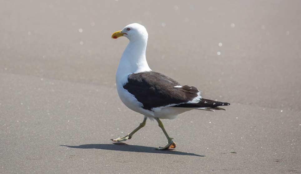 Western Gull