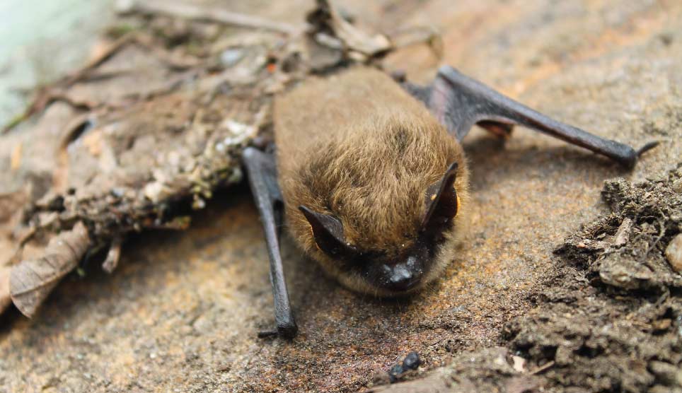 Western Small-footed Bat