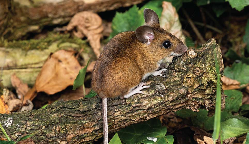 Wood Mouse