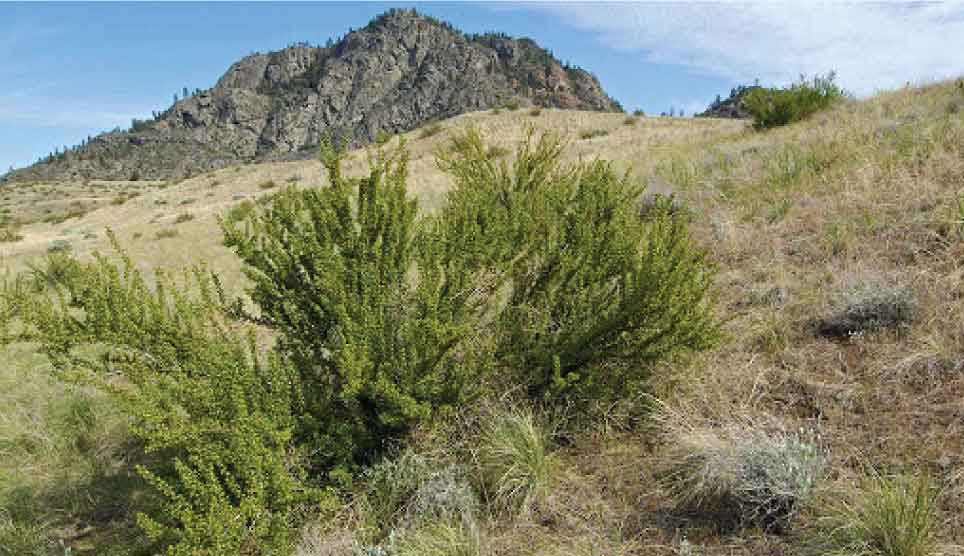 Antelope Bitterbrush