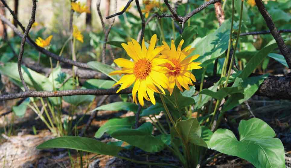 Arrowleaf Balsamroot