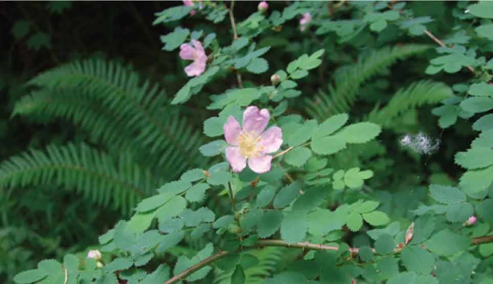 Baldhip Wood Rose