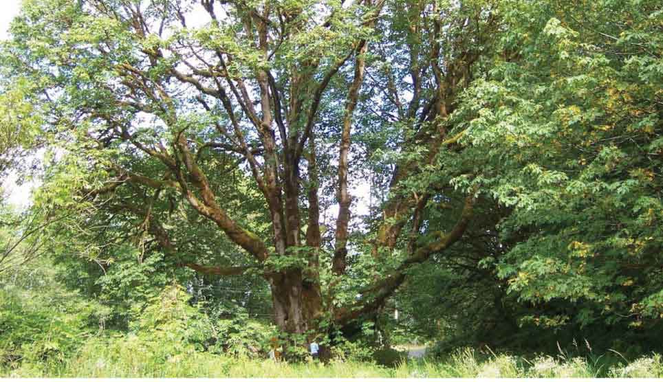 Big Leaf Maple