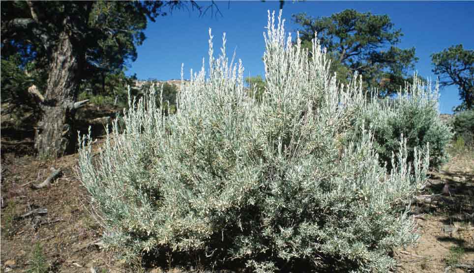 Big Sagebrush