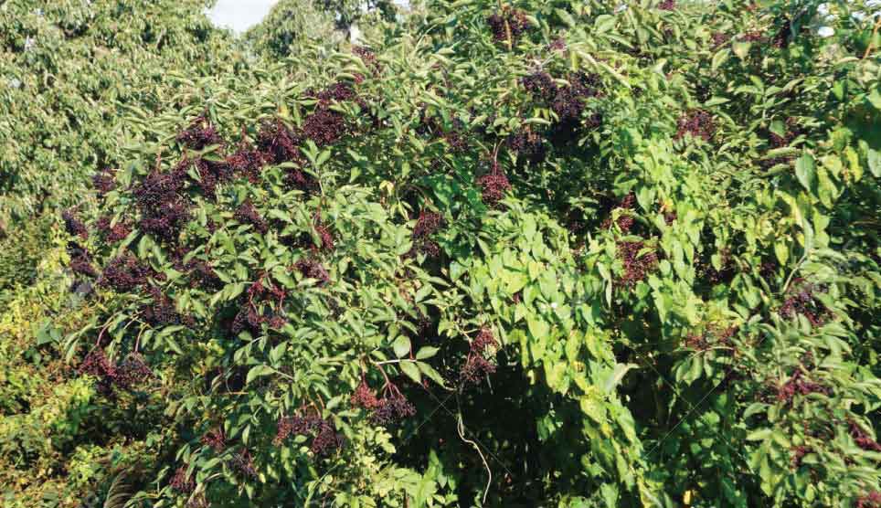 Black Elderberry