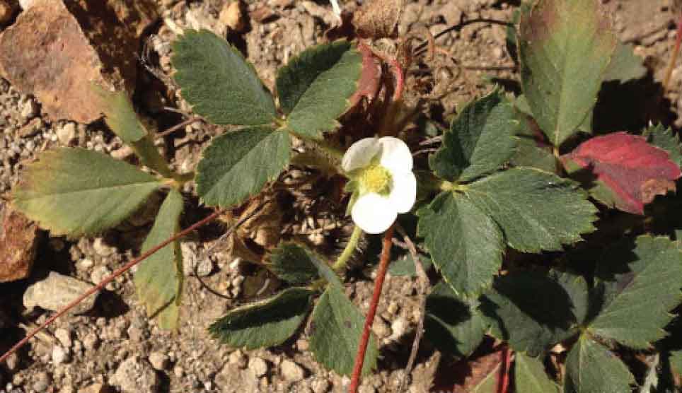 Blue-Leafed Strawberry