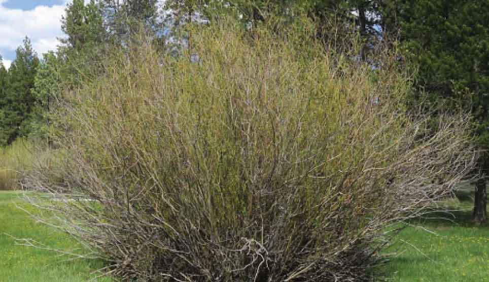 Booth's Willow