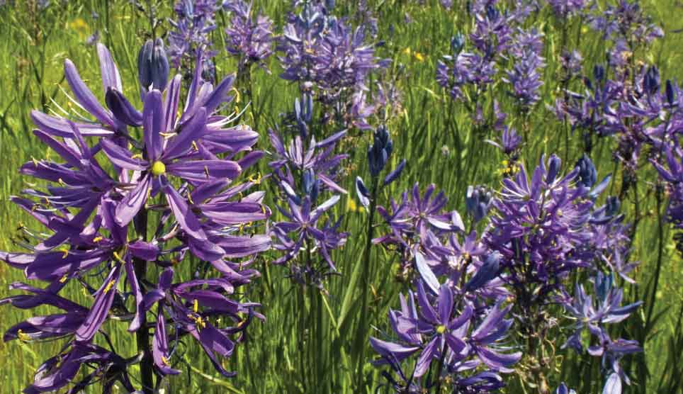 Camas