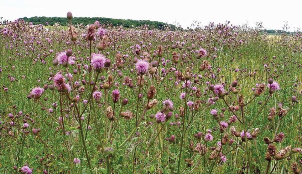 Canadian Thistle