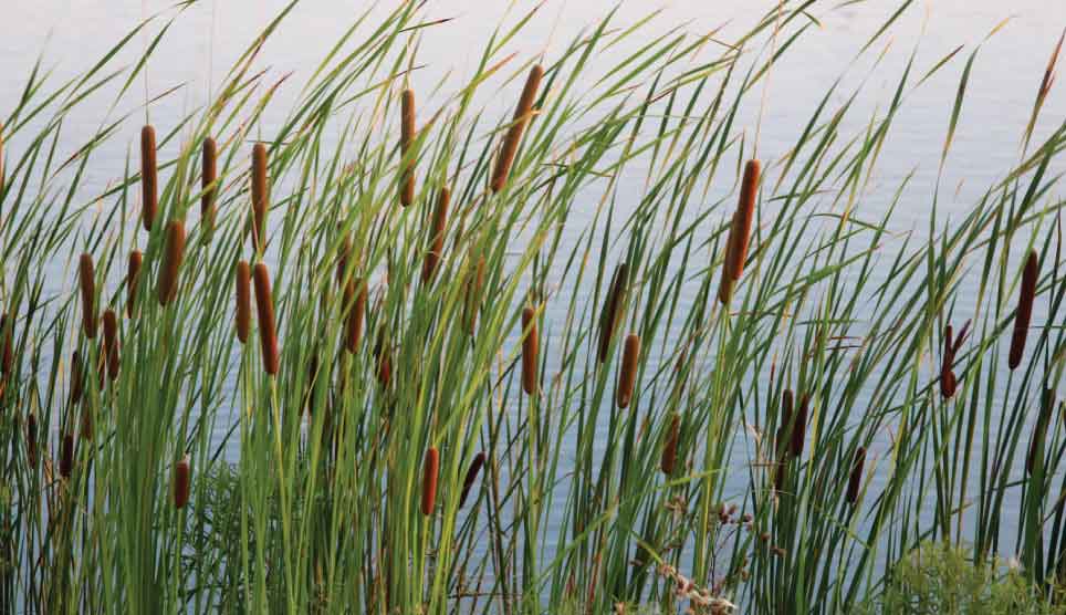 Cattail