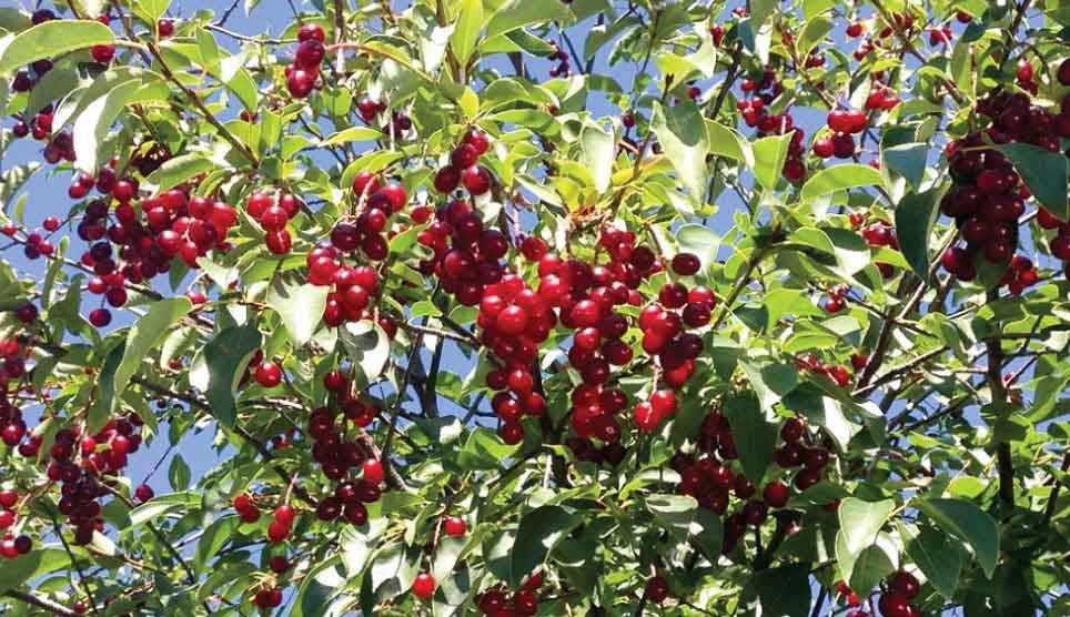 Chokecherry