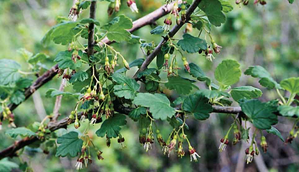 Coast Black Gooseberry