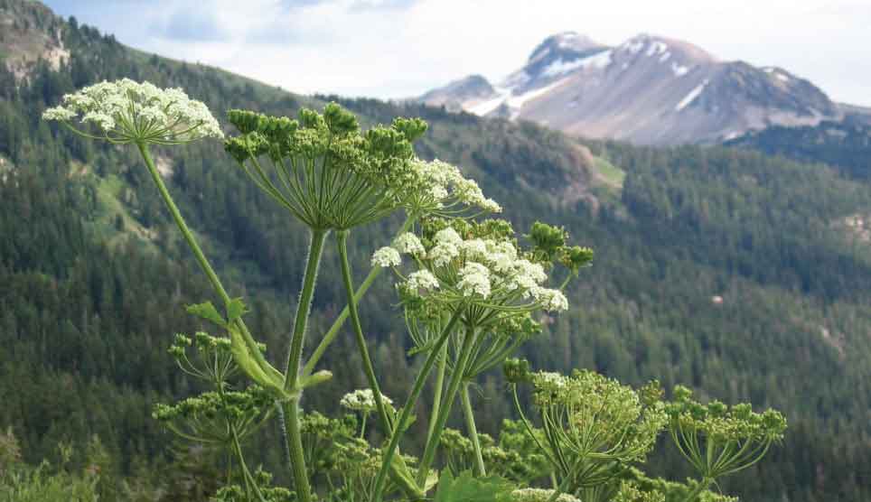 Cow Parsnip