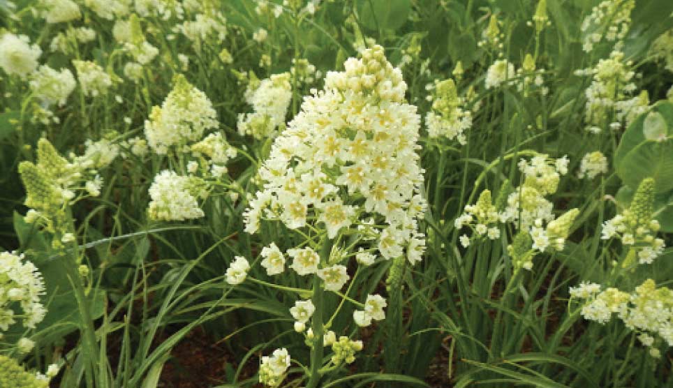 Death Camas