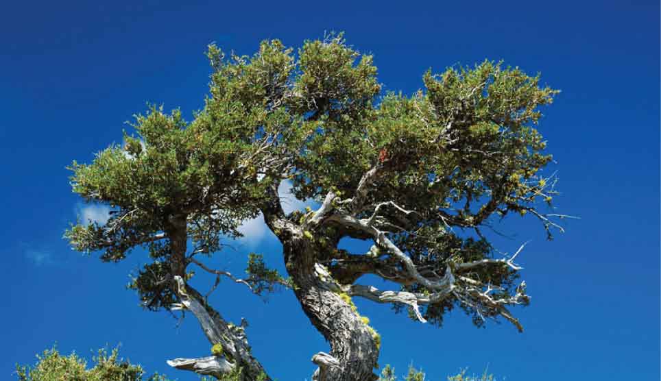 Desert Mountain Mahogany