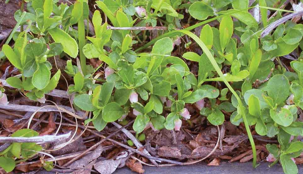 Dwarf Bilberry