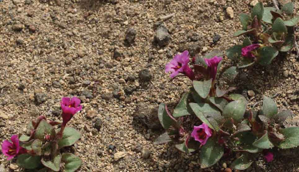 Dwarf Purple Monkeyflower